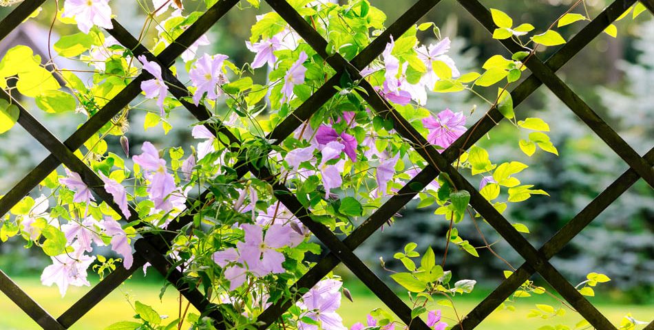 Pergola w kolorze czarnym