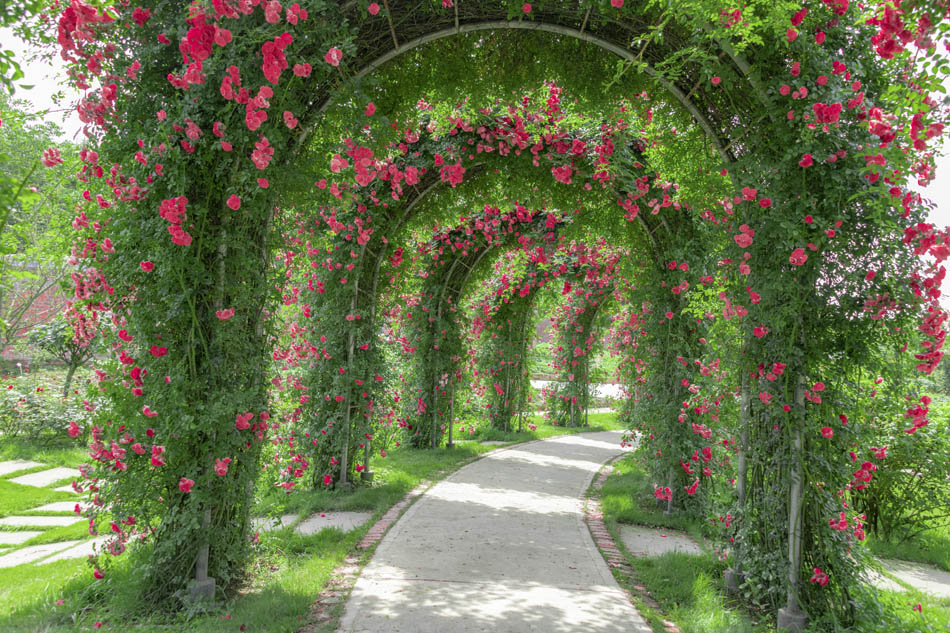 Pergola w roślinach